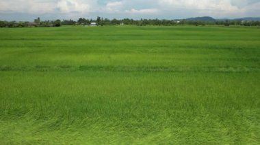 Kedah ve Perlis 'in Paddy Rice Tarlaları, Malezya