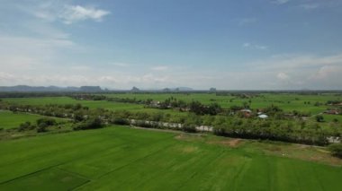 Kedah ve Perlis 'in Paddy Rice Tarlaları, Malezya