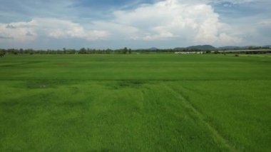 Kedah ve Perlis 'in Paddy Rice Tarlaları, Malezya