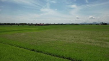 Kedah ve Perlis 'in Paddy Rice Tarlaları, Malezya