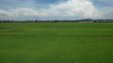 Kedah ve Perlis 'in Paddy Rice Tarlaları, Malezya