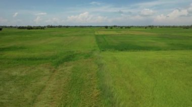 Kedah ve Perlis 'in Paddy Rice Tarlaları, Malezya