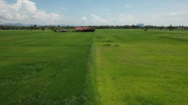 Kedah ve Perlis 'in Paddy Rice Tarlaları, Malezya