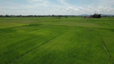 Kedah ve Perlis 'in Paddy Rice Tarlaları, Malezya
