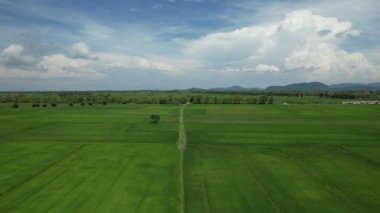 Kedah ve Perlis 'in Paddy Rice Tarlaları, Malezya