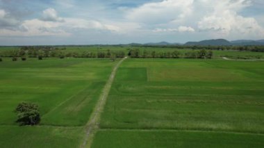 Kedah ve Perlis 'in Paddy Rice Tarlaları, Malezya