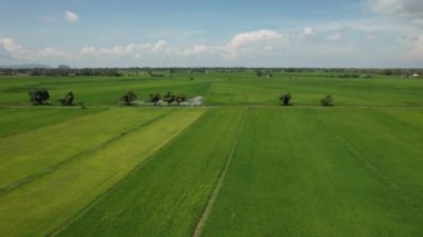 Kedah ve Perlis 'in Paddy Rice Tarlaları, Malezya