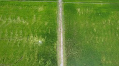 Kedah ve Perlis 'in Paddy Rice Tarlaları, Malezya