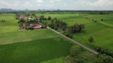 Kedah ve Perlis 'in Paddy Rice Tarlaları, Malezya