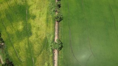 Kedah ve Perlis 'in Paddy Rice Tarlaları, Malezya