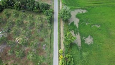 Kedah ve Perlis 'in Paddy Rice Tarlaları, Malezya