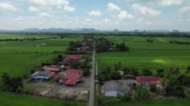 Kedah ve Perlis 'in Paddy Rice Tarlaları, Malezya
