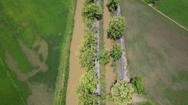 Kedah ve Perlis 'in Paddy Rice Tarlaları, Malezya