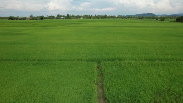 Pola Ryżowe Paddy Kedah Perlis Malezja — Wideo stockowe