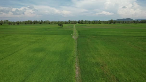 Paddy Rice Fields Kedah Perlis Μαλαισία — Αρχείο Βίντεο