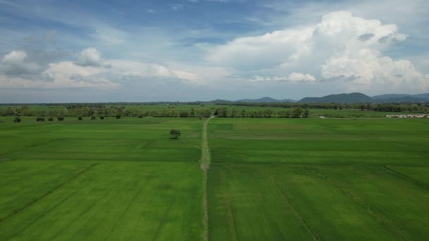 Paddy Rice Fields Kedah Och Perlis Malaysia — Stockvideo