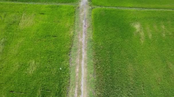 Paddy Rice Fields Kedah Perlis Malaysia — 비디오