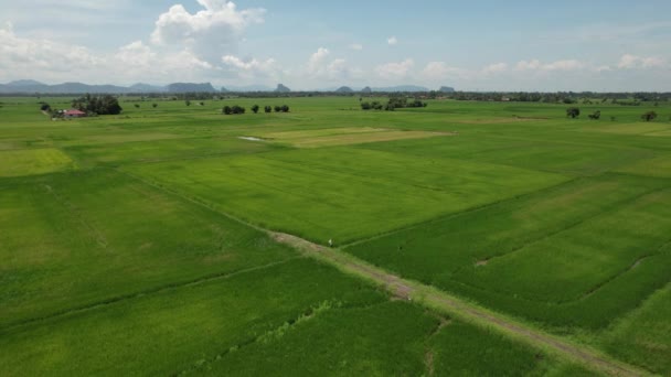Paddy Rice Fields Kedah Perlis Malaysia — 비디오