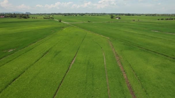 Paddy Rice Fields Kedah Perlis Malaysia — 비디오