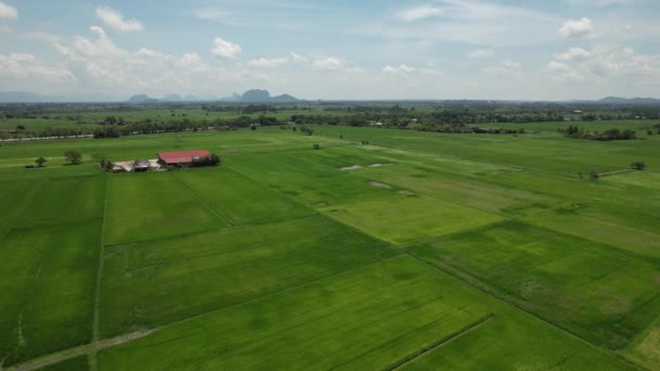 Paddy Rice Fields Kedah Perlis Малайзия — стоковое видео