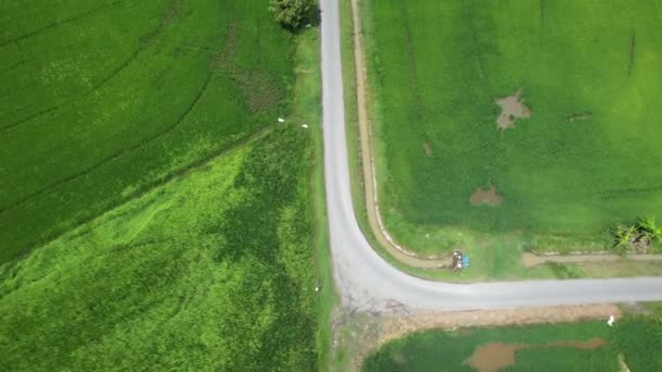 Paddy Rice Fields Kedah Och Perlis Malaysia — Stockvideo