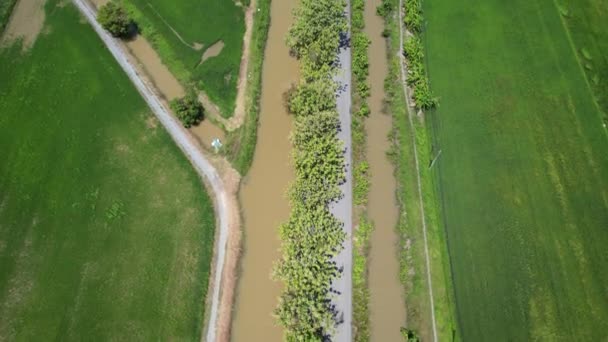 Paddy Rice Fields Kedah Och Perlis Malaysia — Stockvideo