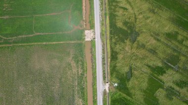 Kedah ve Perlis 'in Paddy Rice Tarlaları, Malezya