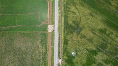 Kedah ve Perlis 'in Paddy Rice Tarlaları, Malezya
