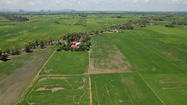 Kedah ve Perlis 'in Paddy Rice Tarlaları, Malezya