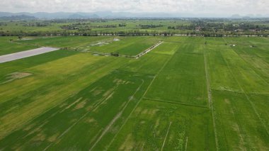 Kedah ve Perlis 'in Paddy Rice Tarlaları, Malezya