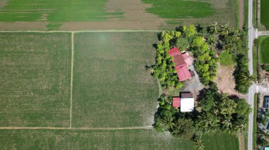 Kedah ve Perlis 'in Paddy Rice Tarlaları, Malezya