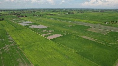 Kedah ve Perlis 'in Paddy Rice Tarlaları, Malezya