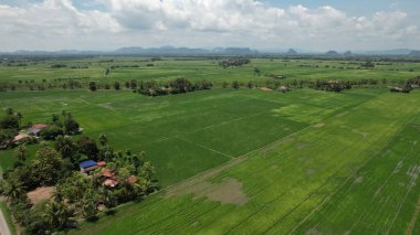 Kedah ve Perlis 'in Paddy Rice Tarlaları, Malezya