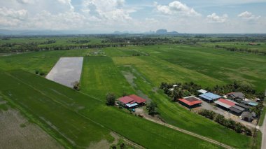 Kedah ve Perlis 'in Paddy Rice Tarlaları, Malezya