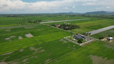 Kedah ve Perlis 'in Paddy Rice Tarlaları, Malezya
