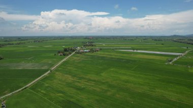 Kedah ve Perlis 'in Paddy Rice Tarlaları, Malezya