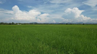 Kedah ve Perlis 'in Paddy Rice Tarlaları, Malezya