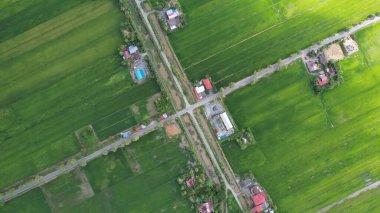 Kedah ve Perlis 'in Paddy Rice Tarlaları, Malezya