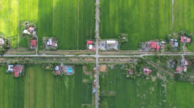 Kedah ve Perlis 'in Paddy Rice Tarlaları, Malezya