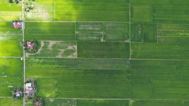 Kedah ve Perlis 'in Paddy Rice Tarlaları, Malezya