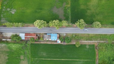 Kedah ve Perlis 'in Paddy Rice Tarlaları, Malezya