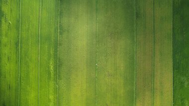 Kedah ve Perlis 'in Paddy Rice Tarlaları, Malezya