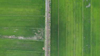 Kedah ve Perlis 'in Paddy Rice Tarlaları, Malezya
