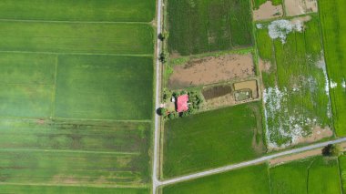 Kedah ve Perlis 'in Paddy Rice Tarlaları, Malezya