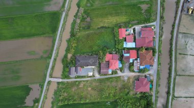 Kedah ve Perlis 'in Paddy Rice Tarlaları, Malezya