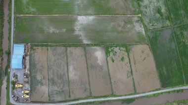 Kedah ve Perlis 'in Paddy Rice Tarlaları, Malezya