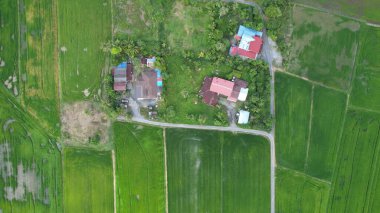 Kedah ve Perlis 'in Paddy Rice Tarlaları, Malezya