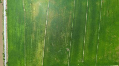 Kedah ve Perlis 'in Paddy Rice Tarlaları, Malezya