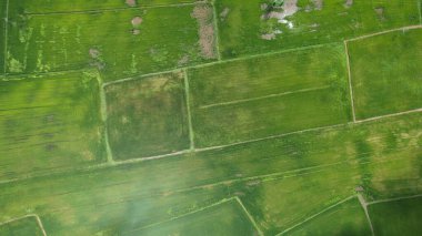Kedah ve Perlis 'in Paddy Rice Tarlaları, Malezya