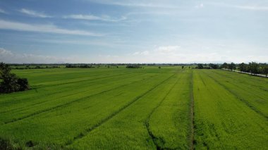 Kedah ve Perlis 'in Paddy Rice Tarlaları, Malezya